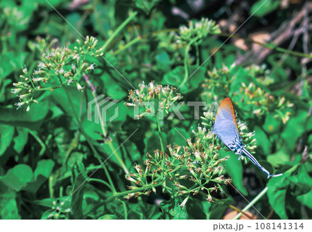Common imperial blue tropical butterfly. Cheritra Freja from gossamer-winged butterflies family 108141314
