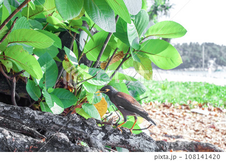 Common Myna brown bird on tree. Acridotheres tristis or Indian mynah bird 108141420