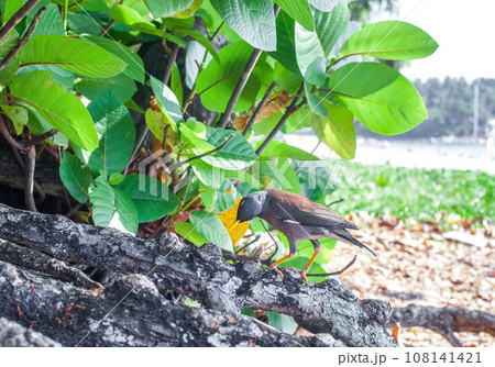 Common Myna brown bird on tree. Acridotheres tristis or Indian mynah bird 108141421