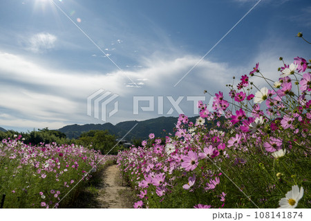 高知県の秋桜スポット 高知県の秋桜スポット 108141874