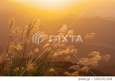 夕日に照らされるススキ 108142168