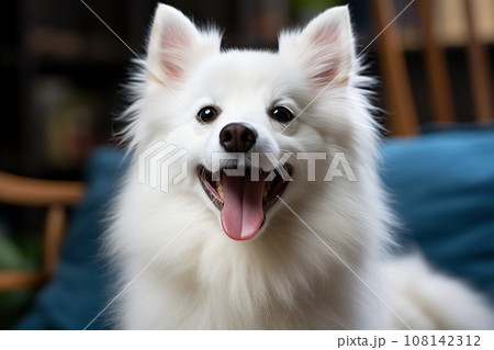 Beautiful cute white fluffy purebred dog portrait 108142312