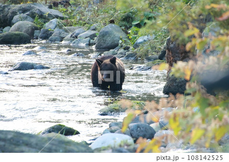 知床 世界自然遺産の熊(北海道のヒグマ) 知床 世界自然遺産の熊(北海道のヒグマ) 108142525
