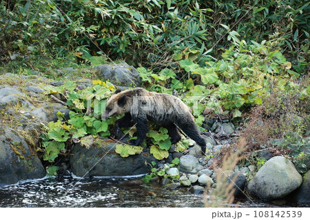 知床　世界自然遺産の熊（北海道のヒグマ） 108142539