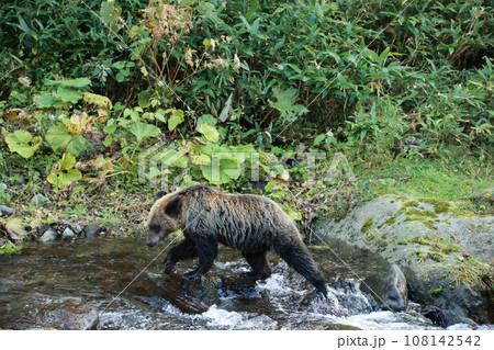 知床　世界自然遺産の熊（北海道のヒグマ） 108142542