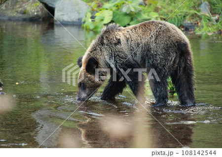 知床　世界自然遺産の熊（北海道のヒグマ） 108142544
