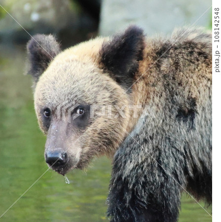 知床 世界自然遺産の熊(北海道のヒグマ、홋카이도의곰、Brown bear in Hokkaido) 知床 世界自然遺産の熊(北海道のヒグマ、홋카이도의곰、Brown bear in Hokkaido) 108142548