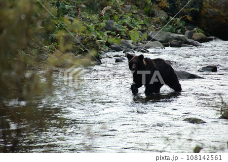 知床　世界自然遺産の熊（北海道のヒグマ） 108142561