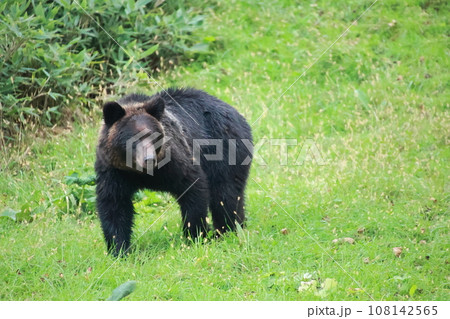 知床 世界自然遺産の熊(北海道のヒグマ、홋카이도의곰、Brown bear in Hokkaido) 知床 世界自然遺産の熊(北海道のヒグマ、홋카이도의곰、Brown bear in Hokkaido) 108142565