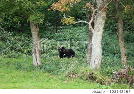 知床 世界自然遺産の熊(北海道のヒグマ) 知床 世界自然遺産の熊(北海道のヒグマ) 108142567