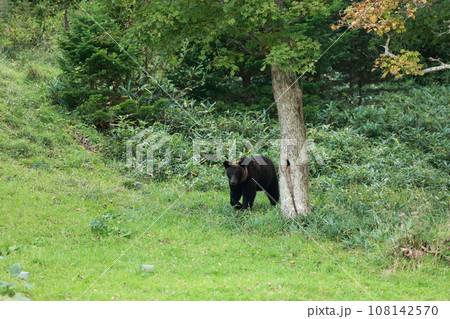 知床 世界自然遺産の熊(北海道のヒグマ) 知床 世界自然遺産の熊(北海道のヒグマ) 108142570