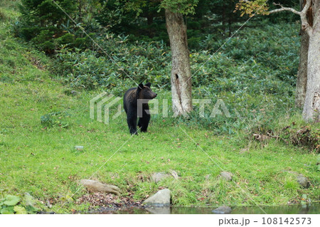 知床 世界自然遺産の熊(北海道のヒグマ) 知床 世界自然遺産の熊(北海道のヒグマ) 108142573