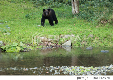 知床　世界自然遺産の熊（北海道のヒグマ） 108142576