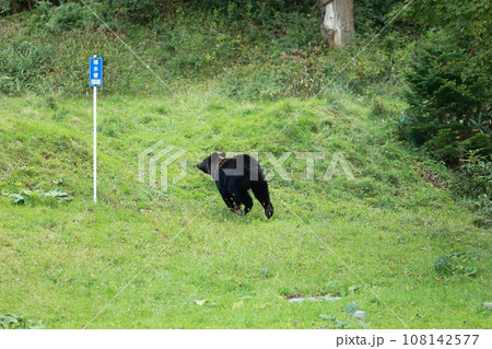 知床　世界自然遺産の熊（北海道のヒグマ） 108142577