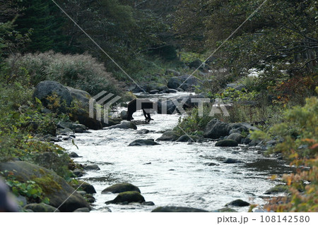 知床 世界自然遺産の熊(北海道のヒグマ) 知床 世界自然遺産の熊(北海道のヒグマ) 108142580