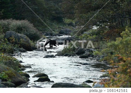知床 世界自然遺産の熊(北海道のヒグマ) 知床 世界自然遺産の熊(北海道のヒグマ) 108142581