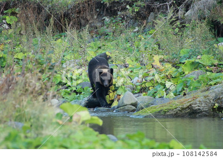 知床　世界自然遺産の熊（北海道のヒグマ） 108142584
