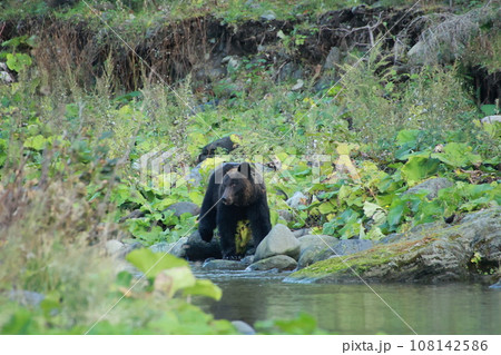 知床　世界自然遺産の熊（北海道のヒグマ） 108142586
