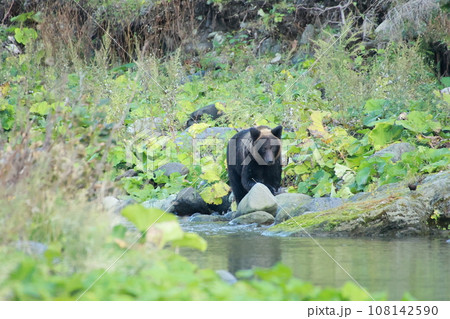 知床 世界自然遺産の熊(北海道のヒグマ) 知床 世界自然遺産の熊(北海道のヒグマ) 108142590