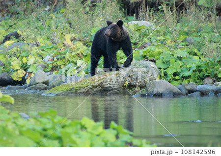 知床　世界自然遺産の熊（北海道のヒグマ） 108142596
