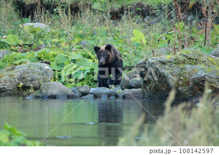 知床　世界自然遺産の熊（北海道のヒグマ） 108142597