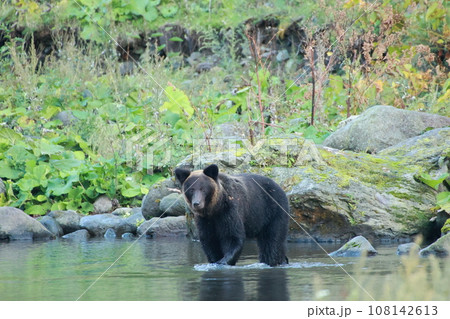 知床 世界自然遺産の熊(北海道のヒグマ) 知床 世界自然遺産の熊(北海道のヒグマ) 108142613