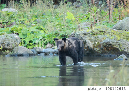 知床 世界自然遺産の熊(北海道のヒグマ) 知床 世界自然遺産の熊(北海道のヒグマ) 108142618