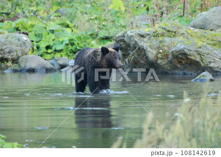 知床　世界自然遺産の熊（北海道のヒグマ） 108142619