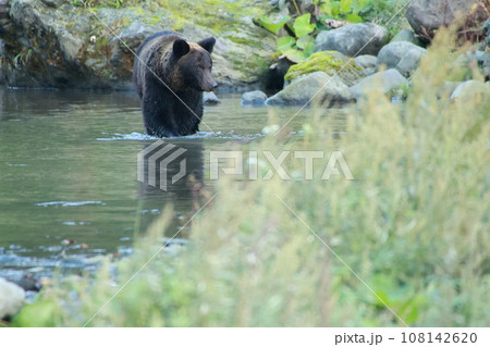 知床　世界自然遺産の熊（北海道のヒグマ） 108142620