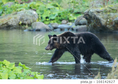 知床 世界自然遺産の熊(北海道のヒグマ) 知床 世界自然遺産の熊(北海道のヒグマ) 108142627