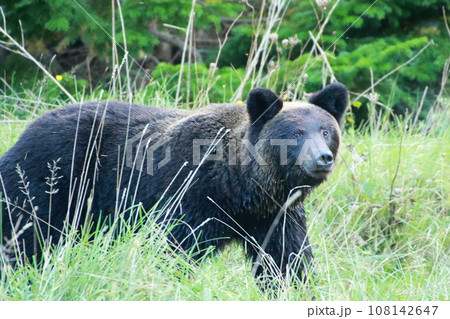 知床 世界自然遺産の熊(北海道のヒグマ) 知床 世界自然遺産の熊(北海道のヒグマ) 108142647