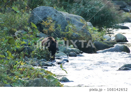 知床　世界自然遺産の熊（北海道のヒグマ） 108142652