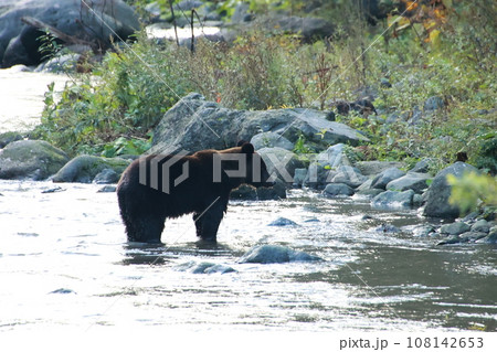 知床　世界自然遺産の熊（北海道のヒグマ） 108142653