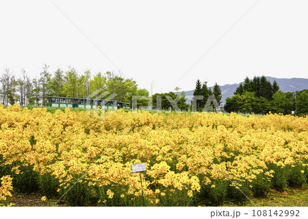 ゴールデンピラミッドの丘を行くロードトレイン(牧歌の里) ゴールデンピラミッドの丘を行くロードトレイン(牧歌の里) 108142992