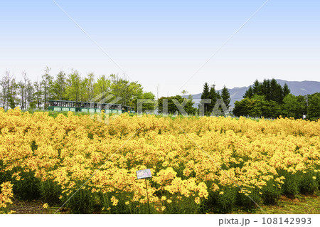 ゴールデンピラミッドの丘を行くロードトレイン（牧歌の里） 108142993