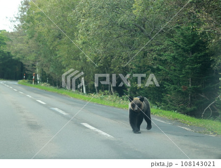 知床　世界自然遺産の熊（北海道のヒグマ） 108143021