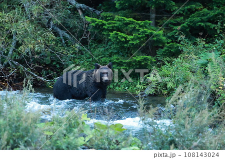 知床 世界自然遺産の熊(北海道のヒグマ) 知床 世界自然遺産の熊(北海道のヒグマ) 108143024