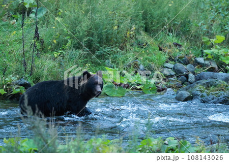 知床　世界自然遺産の熊（北海道のヒグマ） 108143026