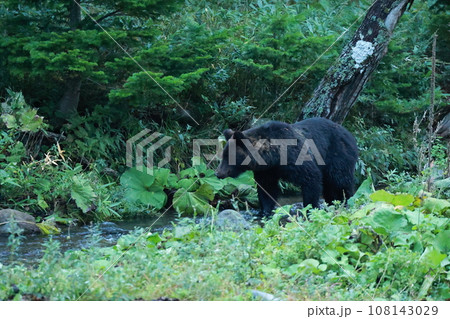 知床 世界自然遺産の熊(北海道のヒグマ) 知床 世界自然遺産の熊(北海道のヒグマ) 108143029