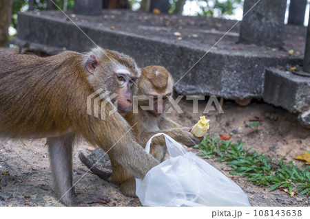 Monkeys eating banana and checking disposable plastic bag on city street close up 108143638
