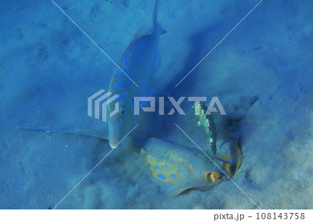 Bluespotted stingray (Taeniura lymma) 108143758