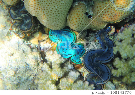 giant clam from the red sea 108143770
