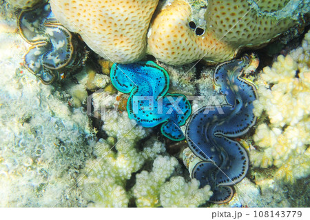 giant clam from the red sea 108143779