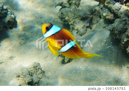cmall clown fish in the Red sea cmall clown fish in the Red sea 108143781
