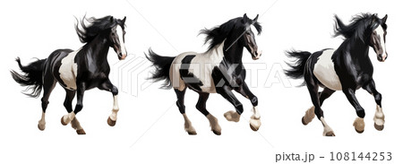 Black and white horse running vector set isolated on white background Black and white horse running vector set isolated on white background 108144253