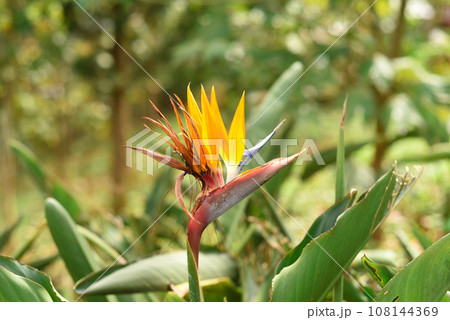 Strelitzia flower or crane flower growing in Vietnam Strelitzia flower or crane flower growing in Vietnam 108144369