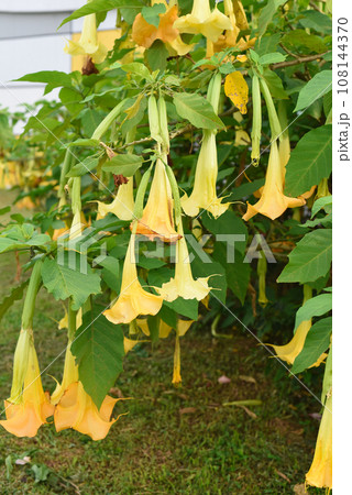 Yellow Brugmansia flowers growing in Da Lat Vietnam Yellow Brugmansia flowers growing in Da Lat Vietnam 108144370