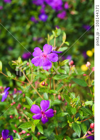 Pleroma urvilleanum flower growing in Da Lat in Vietnam Pleroma urvilleanum flower growing in Da Lat in Vietnam 108144371
