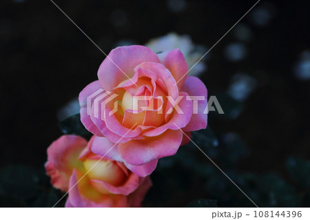 荒尾市　おもやい市民花壇　バラの花、 108144396