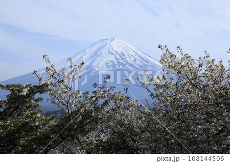 河口湖北岸より望む富士山と桜 河口湖北岸より望む富士山と桜 108144506